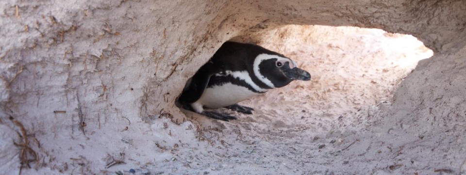 Magellanic penguin looking out of his burrow